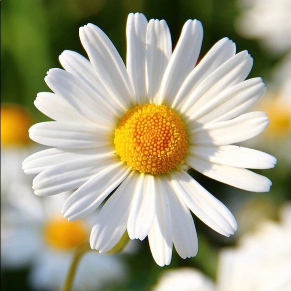 Meet your Posher, Bernadete - Picture 1 of 2